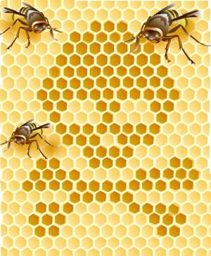 꿀벌의 가을 먹이 : 신속하고 효율적으로 시간을두고