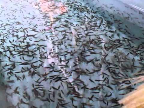 철갑 상어 재배
