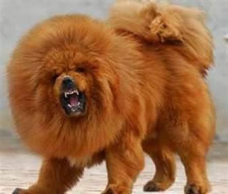 티벳 Mastiff : 강아지 크기, 품종에 대한 설명