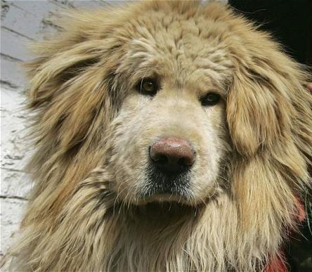 티벳 Mastiff - 세계에서 가장 비싼 개