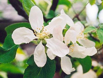 사과 나무 "kovalenkovskoe": 다양성 및 관리에 대한 설명