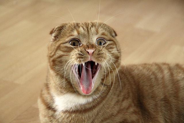 뾰족 귀가 고양이 - 매력적인 애완 동물