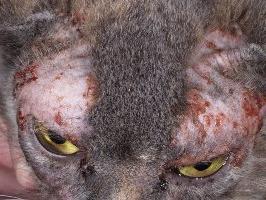 고양이에서의 악성 종양 : 감염의 형태와 증상