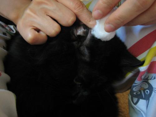 고양이의 Otodektoz : 원인, 증상 및 치료 방법