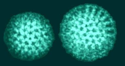 로타 바이러스 : 치료 및 증상